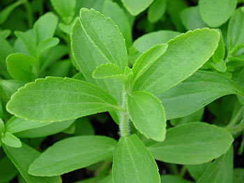 stevia 08