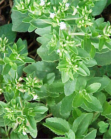 stevia 05