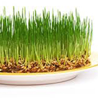 statia zarod pchenici